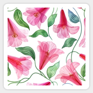 Pink tropical transparent flowers floral ornament. Lapageria flower watercolor print. Exotic Translucent floral composition Sticker